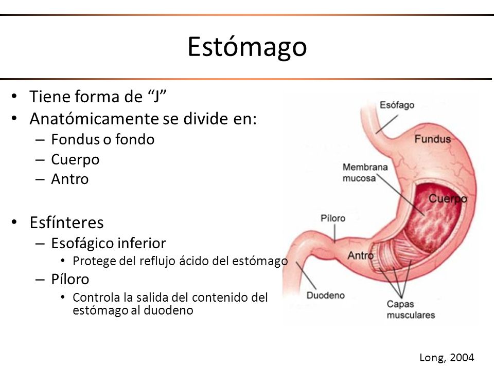 Estómago Tiene forma de J Anatómicamente se divide en: Esfínteres