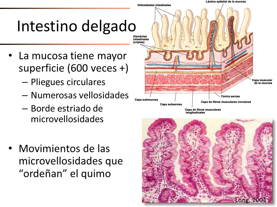 Intestino delgado La mucosa tiene mayor superficie (600 veces +)