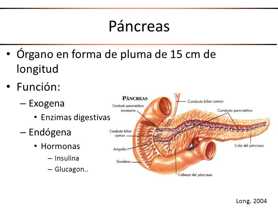 Páncreas Órgano en forma de pluma de 15 cm de longitud Función: