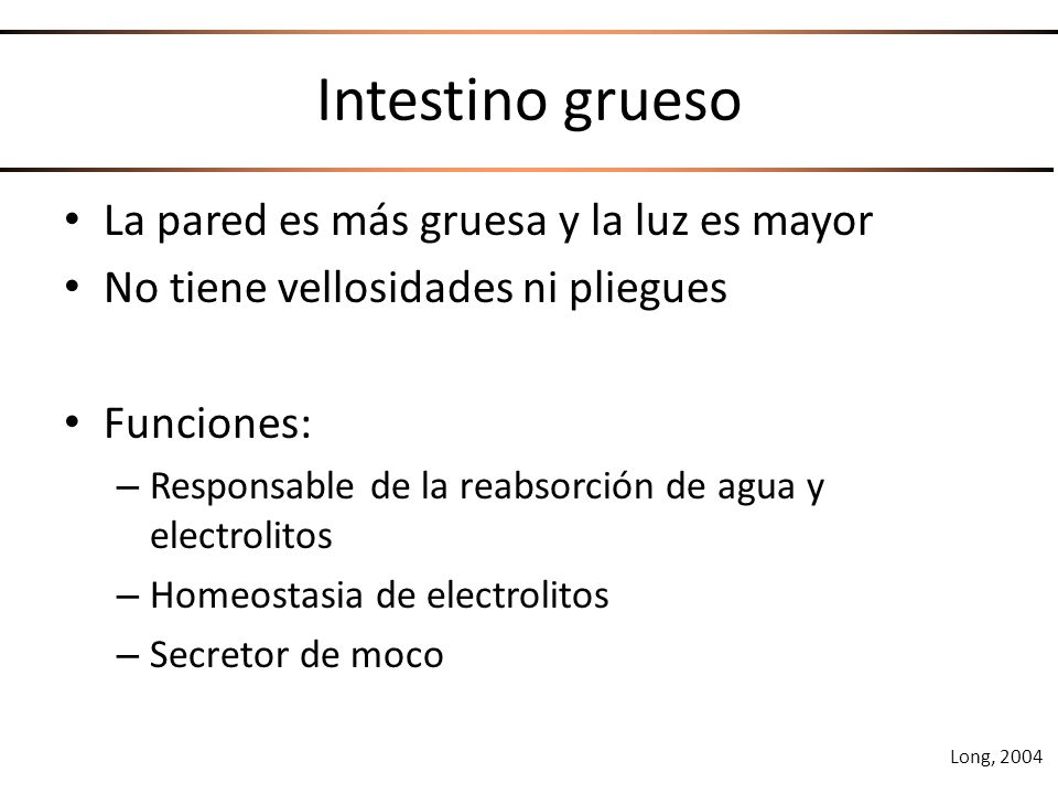 Intestino grueso La pared es más gruesa y la luz es mayor