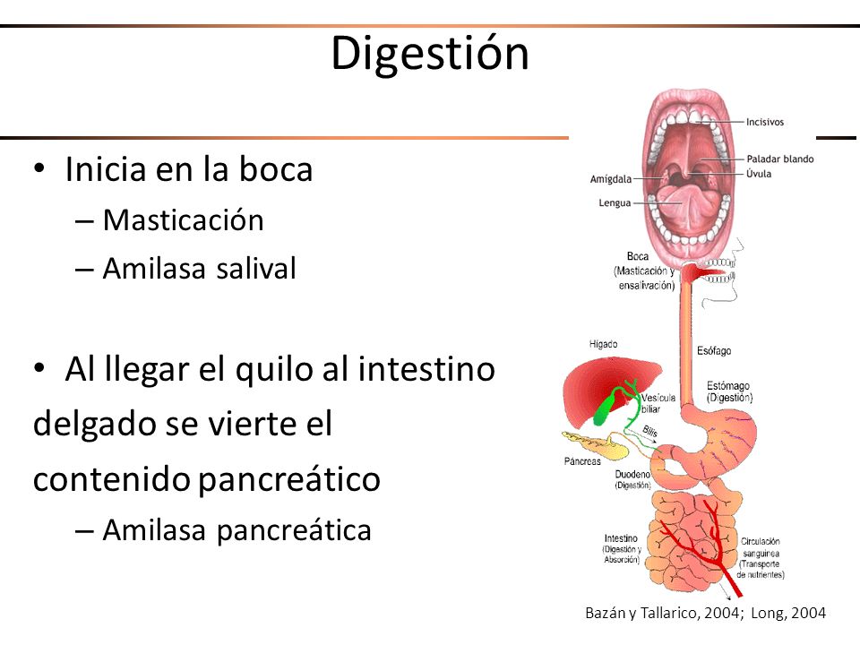 Digestión Inicia en la boca Al llegar el quilo al intestino