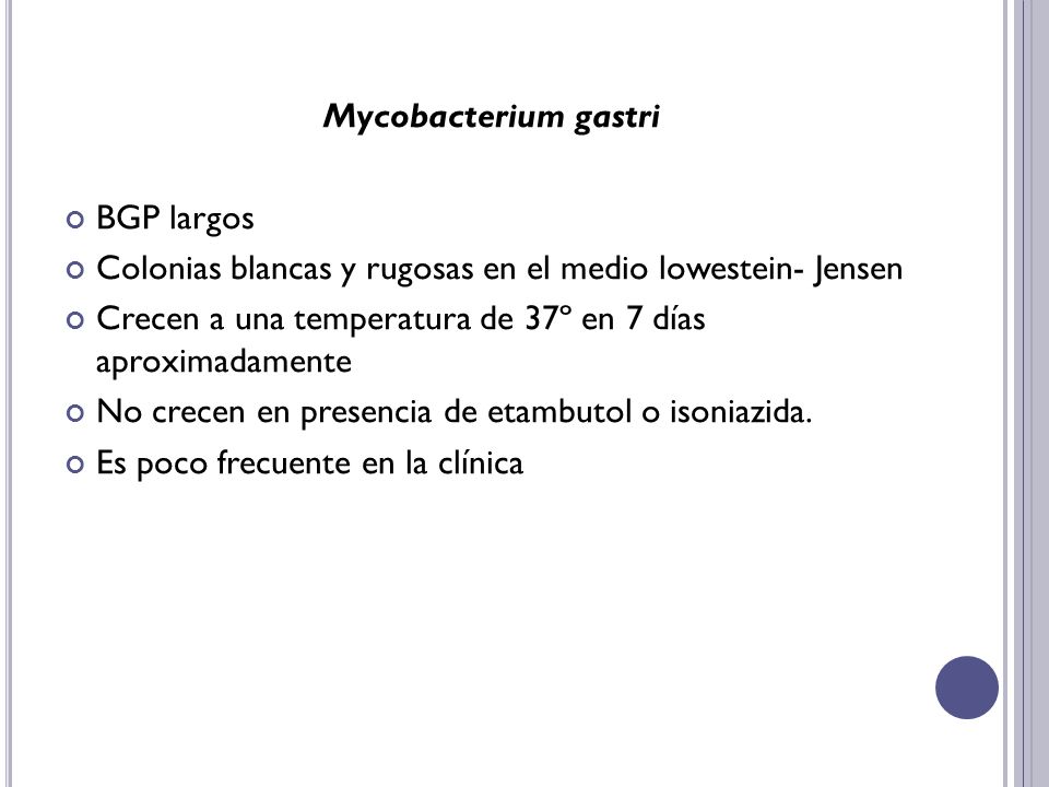 Mycobacterium gastri BGP largos. Colonias blancas y rugosas en el medio lowestein- Jensen.