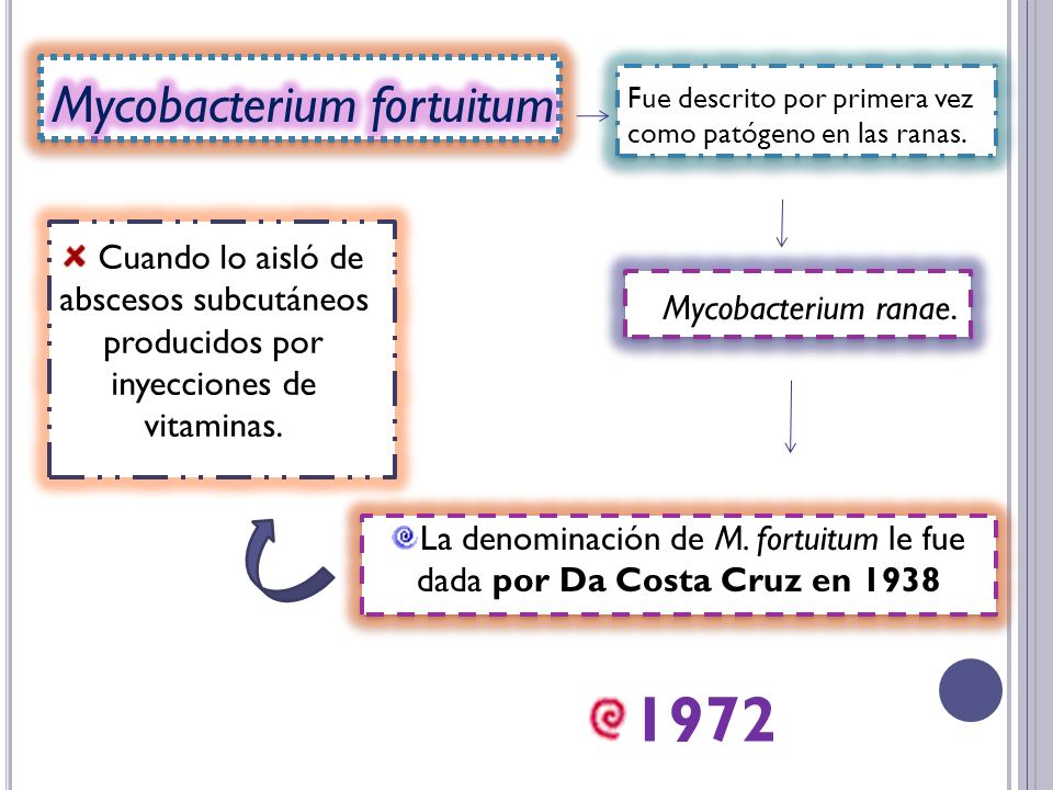 La denominación de M. fortuitum le fue dada por Da Costa Cruz en 1938