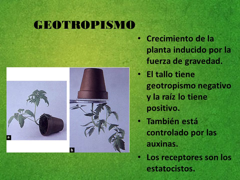 GEOTROPISMO Crecimiento de la planta inducido por la fuerza de gravedad. El tallo tiene geotropismo negativo y la raíz lo tiene positivo.