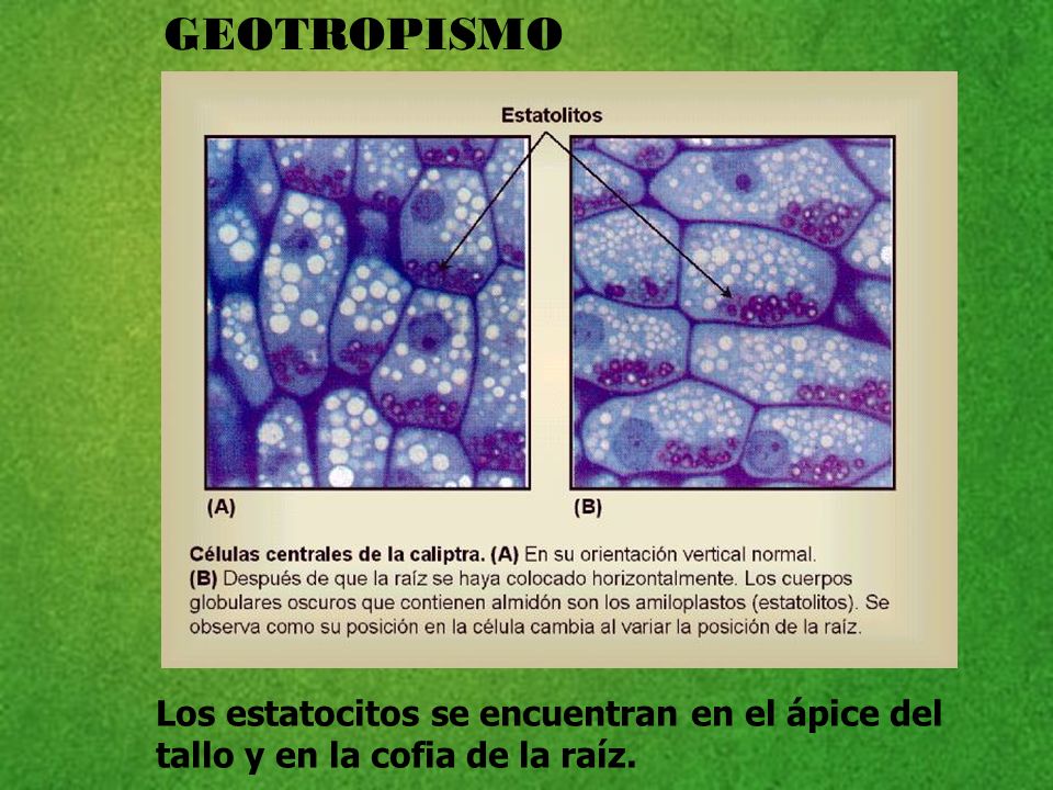 GEOTROPISMO Los estatocitos se encuentran en el ápice del tallo y en la cofia de la raíz.