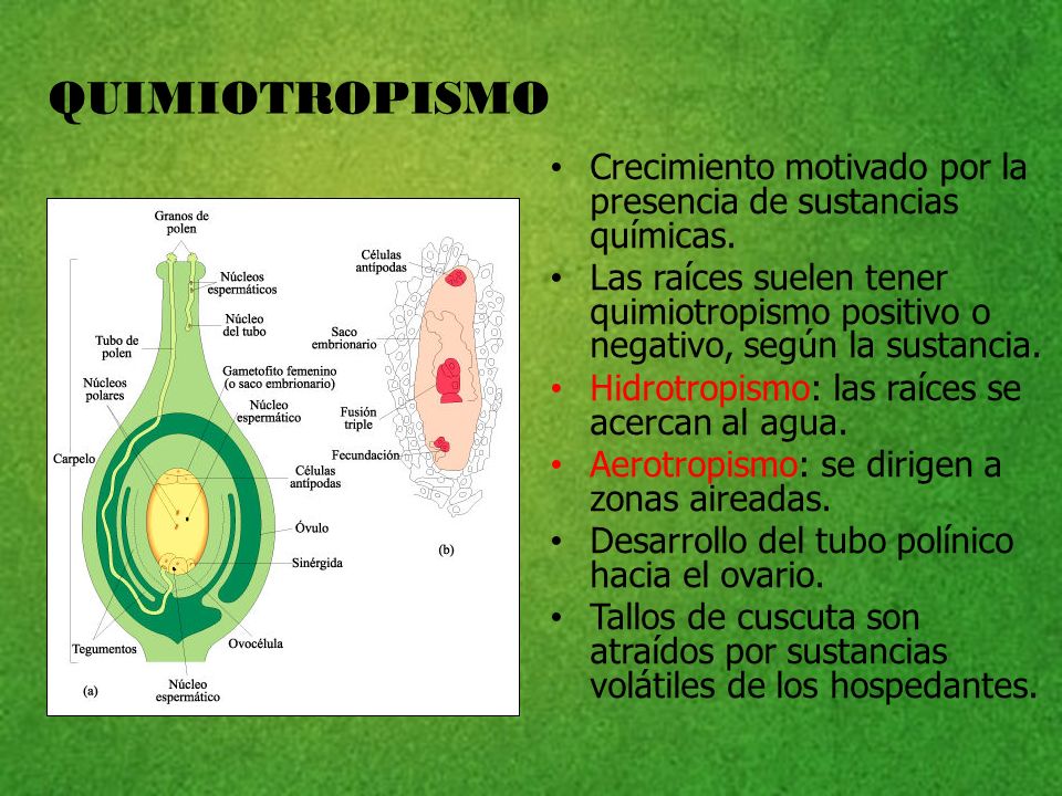QUIMIOTROPISMO Crecimiento motivado por la presencia de sustancias químicas.