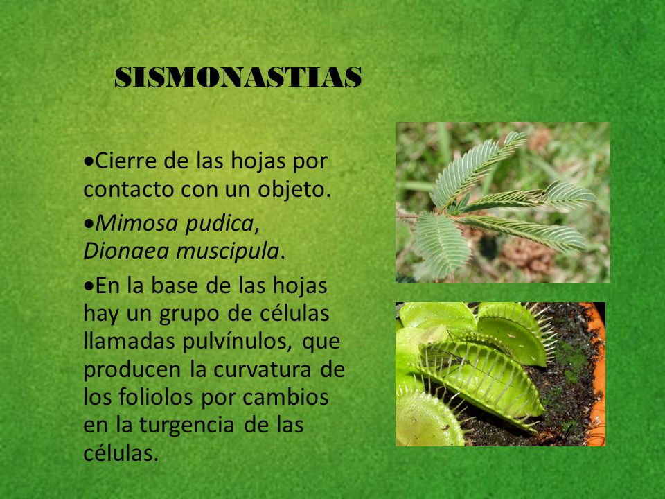 SISMONASTIAS Cierre de las hojas por contacto con un objeto.