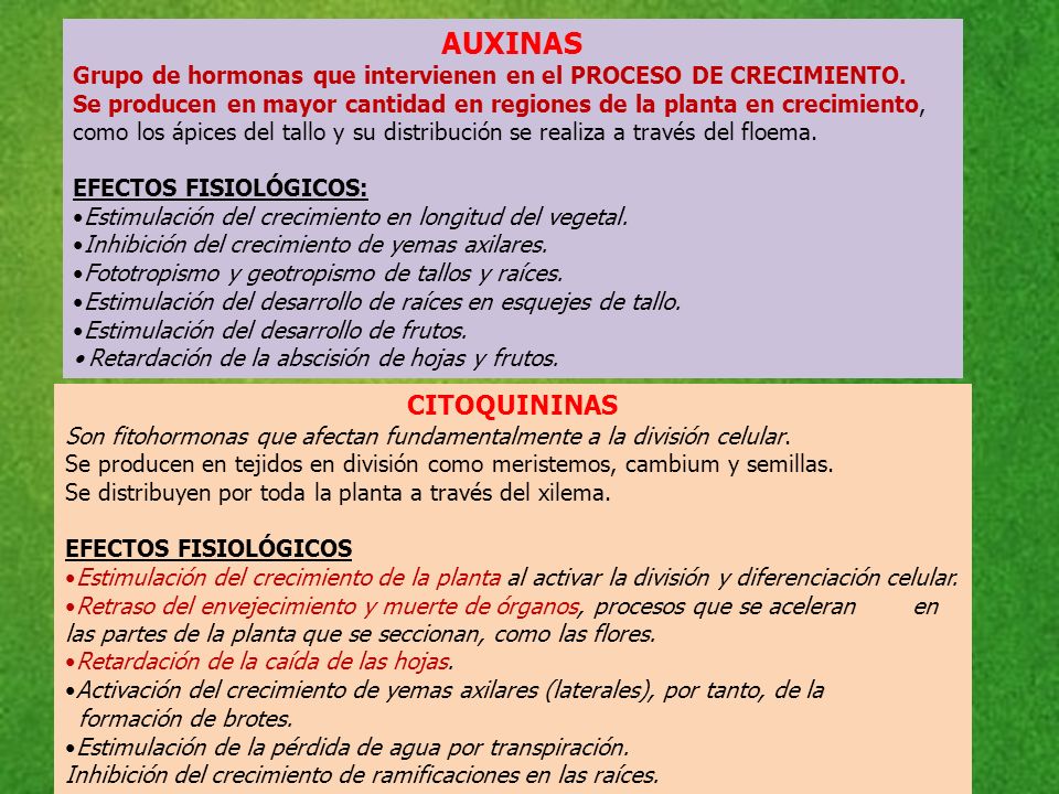 AUXINAS Grupo de hormonas que intervienen en el PROCESO DE CRECIMIENTO.