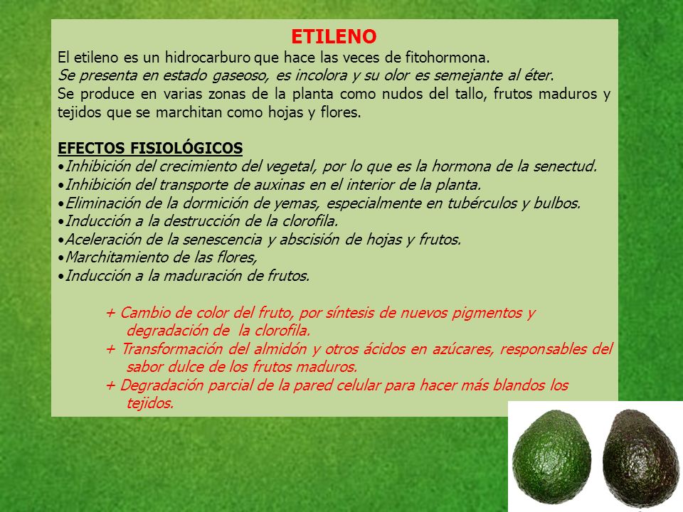 ETILENO El etileno es un hidrocarburo que hace las veces de fitohormona. Se presenta en estado gaseoso, es incolora y su olor es semejante al éter.