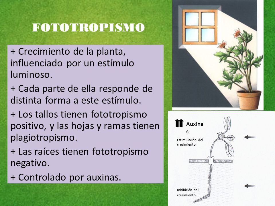 FOTOTROPISMO + Crecimiento de la planta, influenciado por un estímulo luminoso. + Cada parte de ella responde de distinta forma a este estímulo.