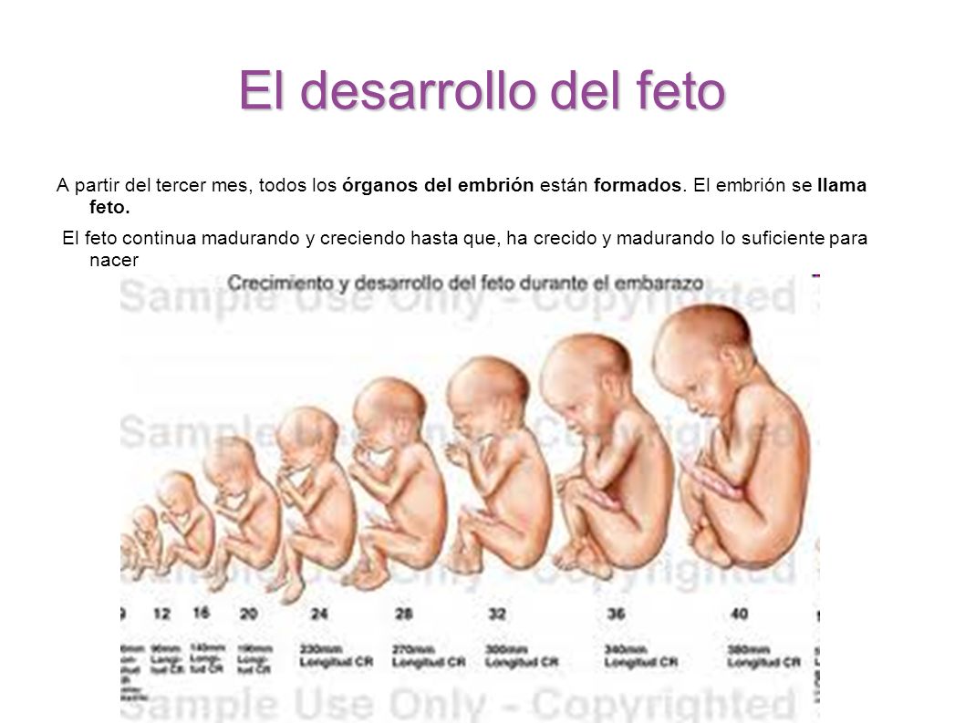 El desarrollo del feto A partir del tercer mes, todos los órganos del embrión están formados. El embrión se llama feto.