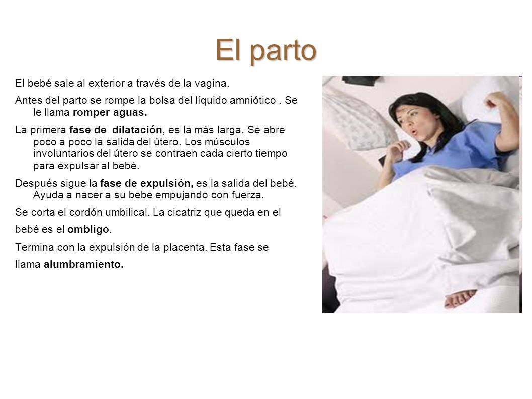 El parto El bebé sale al exterior a través de la vagina.