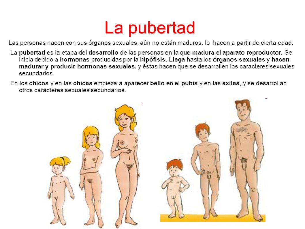 La pubertad Las personas nacen con sus órganos sexuales, aún no están maduros, lo hacen a partir de cierta edad.