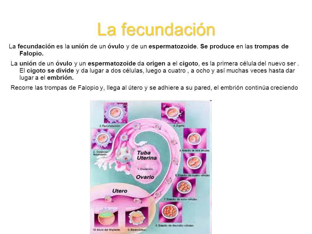 La fecundación La fecundación es la unión de un óvulo y de un espermatozoide. Se produce en las trompas de Falopio.