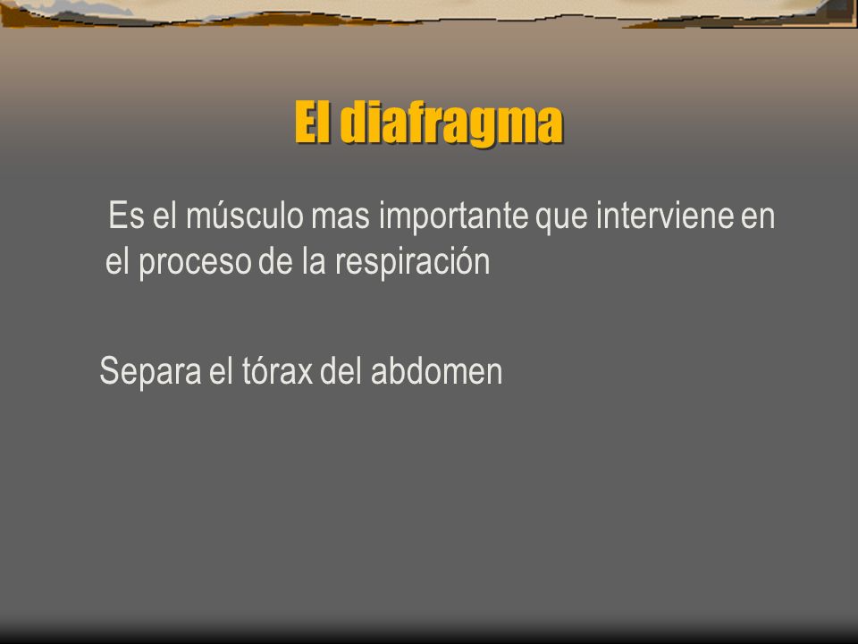 El diafragma Es el músculo mas importante que interviene en el proceso de la respiración.