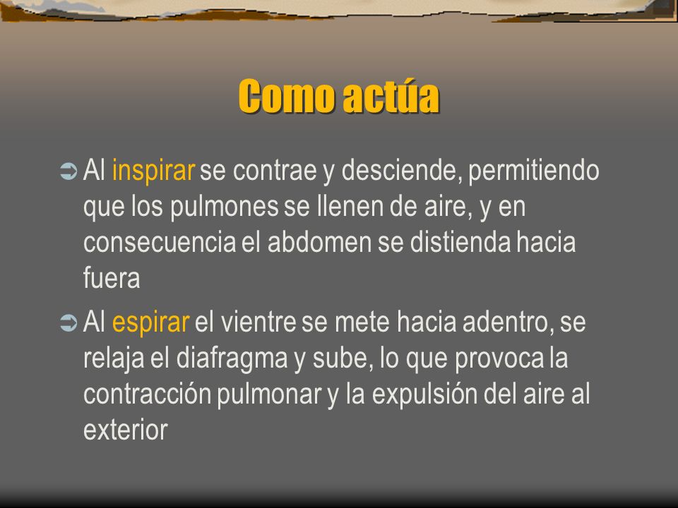 Como actúa Al inspirar se contrae y desciende, permitiendo que los pulmones se llenen de aire, y en consecuencia el abdomen se distienda hacia fuera.