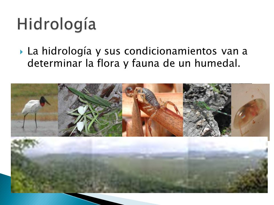 Hidrología La hidrología y sus condicionamientos van a determinar la flora y fauna de un humedal.