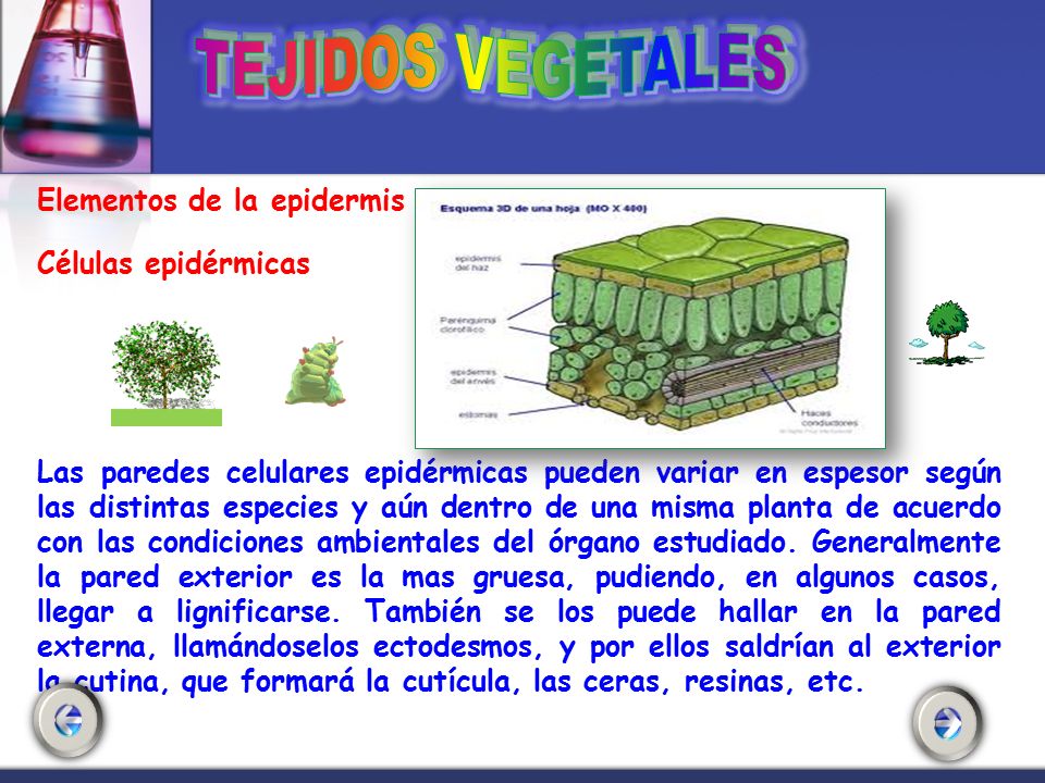Elementos de la epidermis Células epidérmicas Las paredes celulares epidérmicas pueden variar en espesor según las distintas especies y aún dentro de una misma planta de acuerdo con las condiciones ambientales del órgano estudiado.