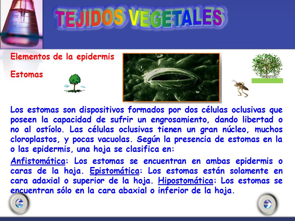 Elementos de la epidermis Estomas Los estomas son dispositivos formados por dos células oclusivas que poseen la capacidad de sufrir un engrosamiento, dando libertad o no al ostíolo.