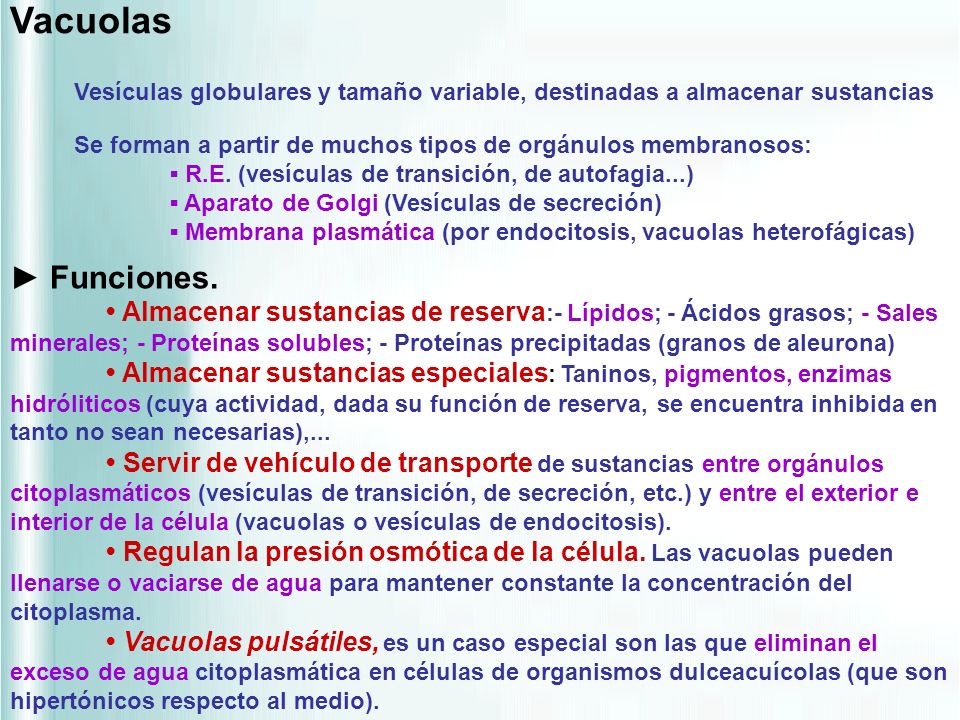 Vacuolas Vesículas globulares y tamaño variable, destinadas a almacenar sustancias. Se forman a partir de muchos tipos de orgánulos membranosos: