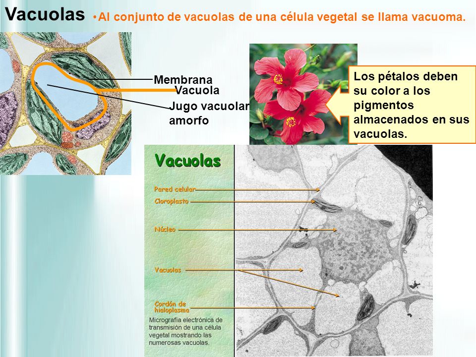 Vacuolas Al conjunto de vacuolas de una célula vegetal se llama vacuoma. Vacuola.