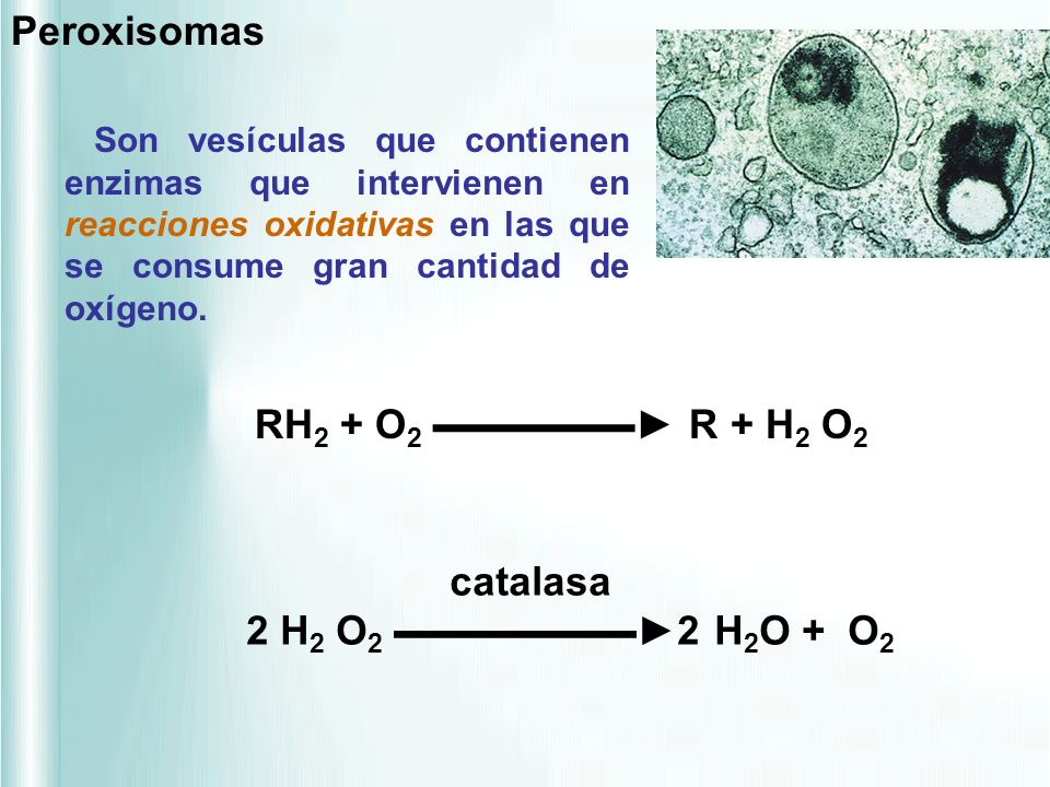 Peroxisomas RH2 + O2 ▬▬▬▬▬► R + H2 O2 catalasa