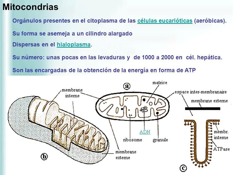 Mitocondrias Orgánulos presentes en el citoplasma de las células eucarióticas (aeróbicas). Su forma se asemeja a un cilindro alargado.
