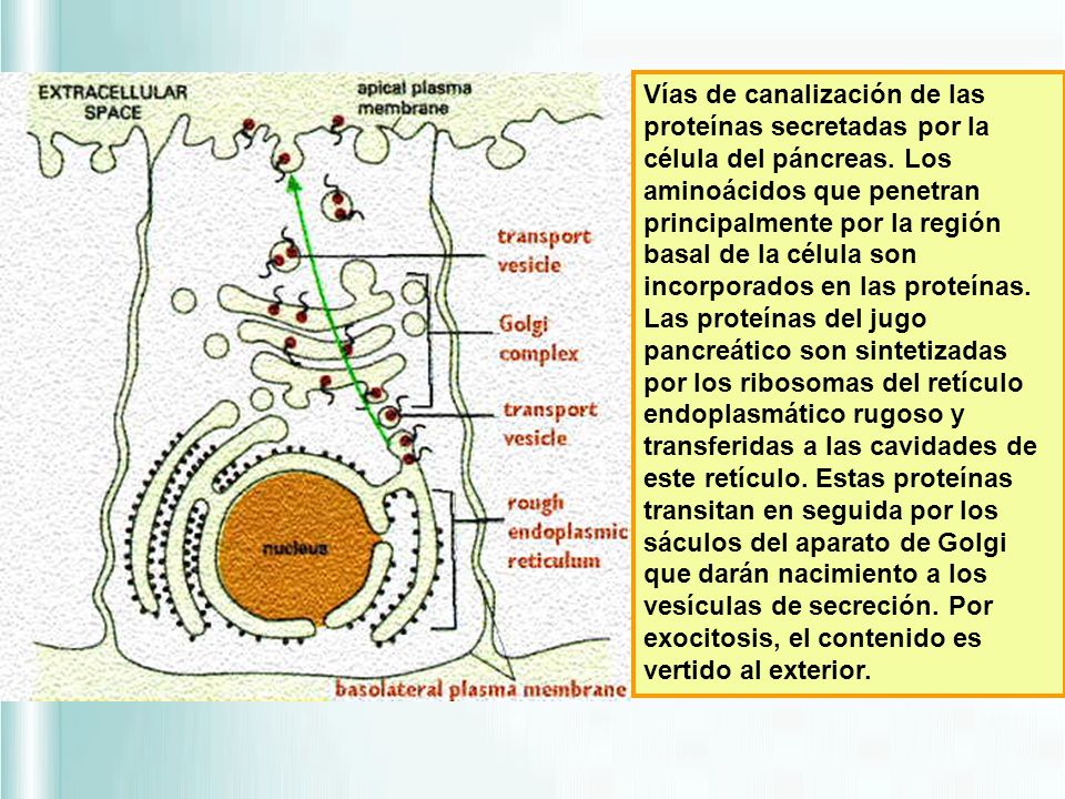 Vías de canalización de las proteínas secretadas por la célula del páncreas.