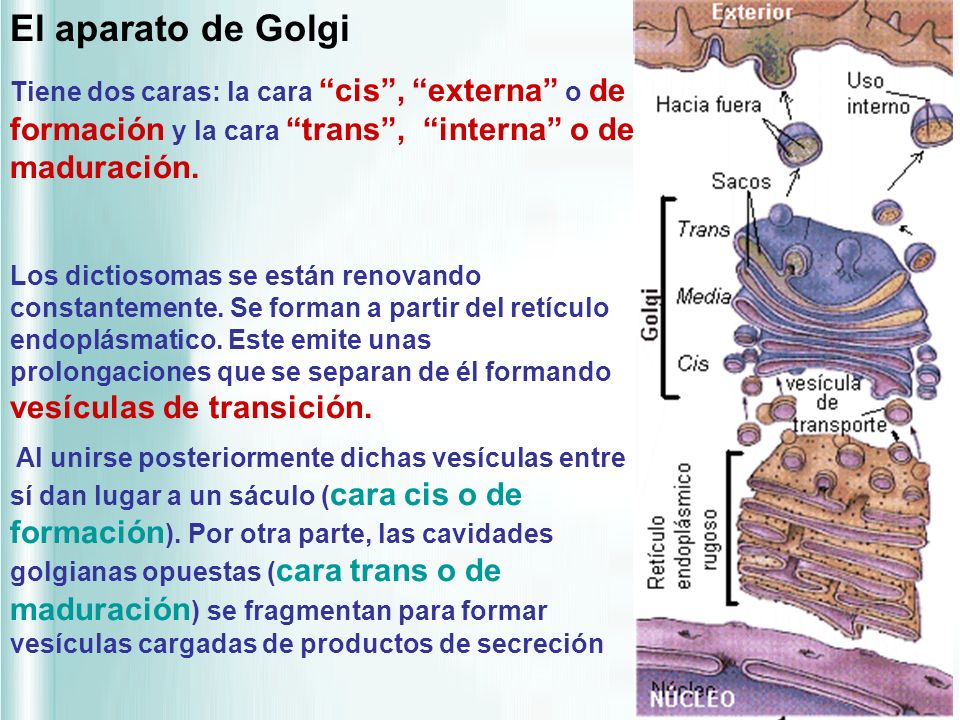 El aparato de Golgi Tiene dos caras: la cara cis , externa o de formación y la cara trans , interna o de maduración.