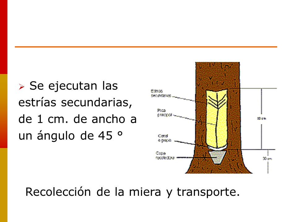 Se ejecutan las estrías secundarias, de 1 cm. de ancho a.