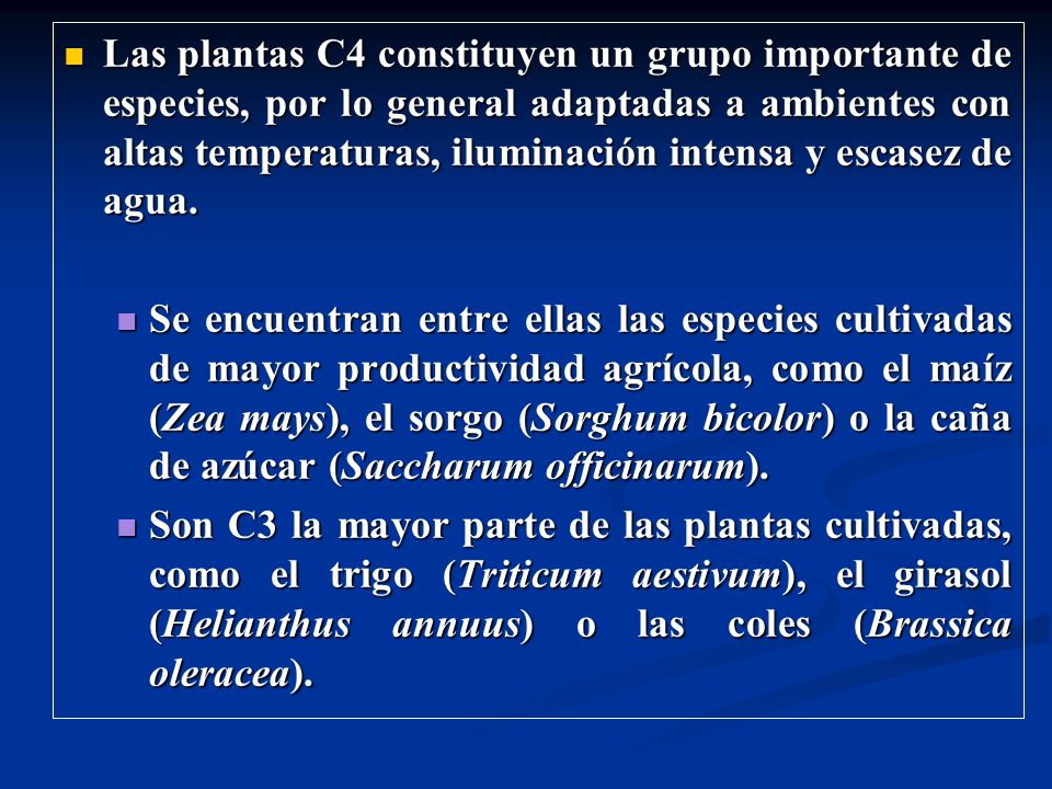 Las plantas C4 constituyen un grupo importante de especies, por lo general adaptadas a ambientes con altas temperaturas, iluminación intensa y escasez de agua.