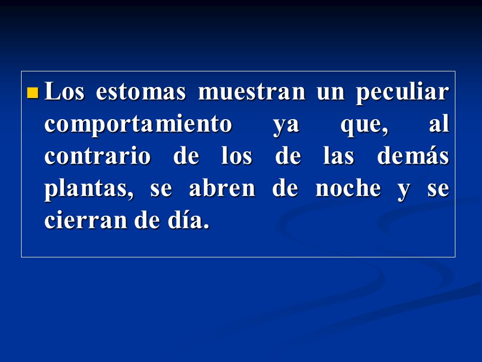 Los estomas muestran un peculiar comportamiento ya que, al contrario de los de las demás plantas, se abren de noche y se cierran de día.