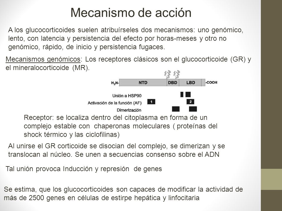 A los glucocorticoides suelen atribuírseles dos mecanismos: uno genómico, lento, con latencia y persistencia del efecto por horas-meses y otro no genómico, rápido, de inicio y persistencia fugaces.