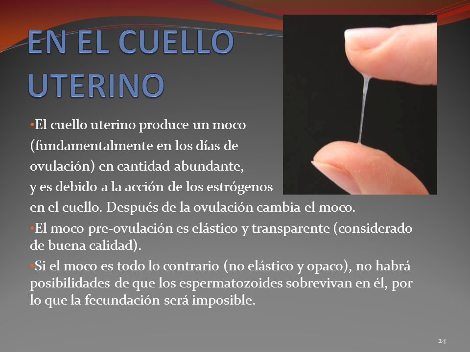 EN EL CUELLO UTERINO El cuello uterino produce un moco