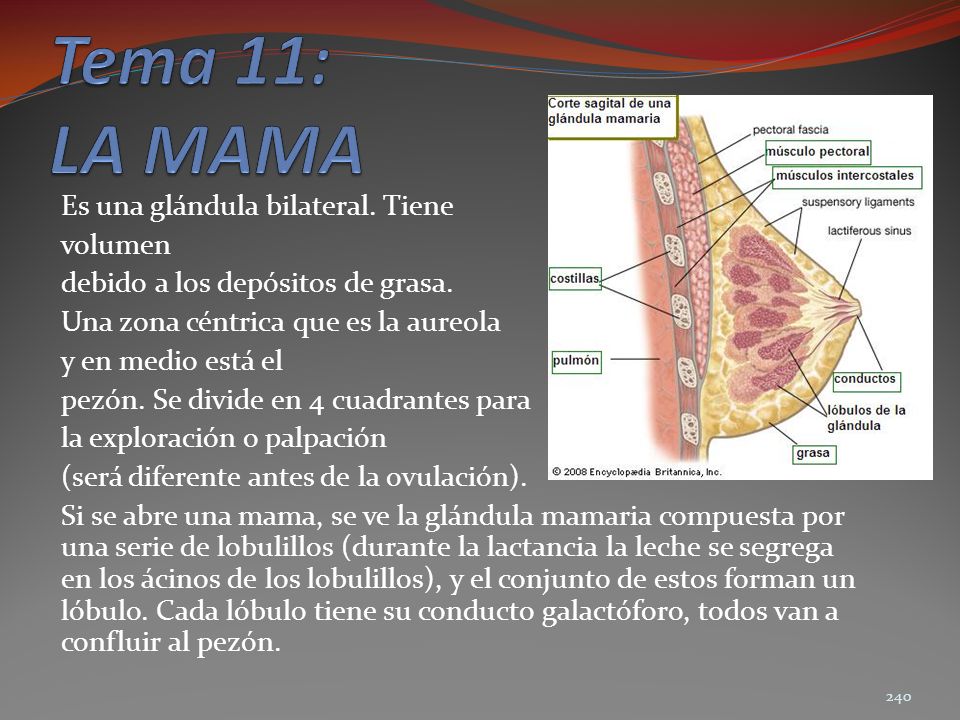 Tema 11: LA MAMA Es una glándula bilateral. Tiene volumen