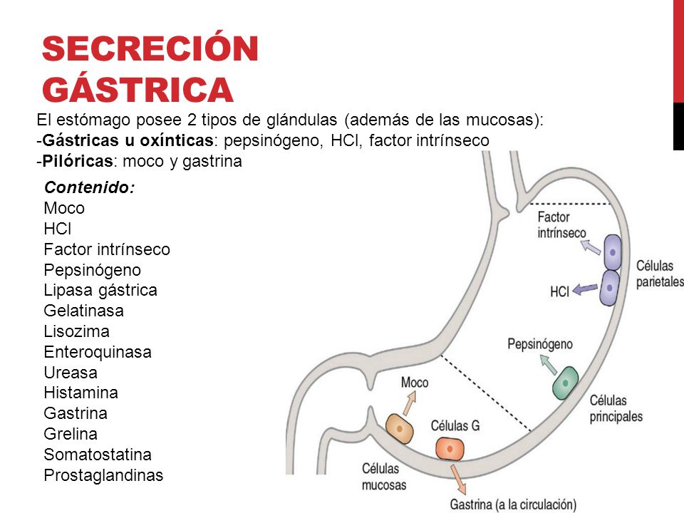 Secreción gástrica El estómago posee 2 tipos de glándulas (además de las mucosas): Gástricas u oxínticas: pepsinógeno, HCl, factor intrínseco.