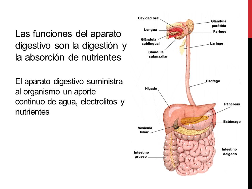 . Las funciones del aparato digestivo son la digestión y la absorción de nutrientes El aparato digestivo suministra al organismo un aporte continuo de agua, electrolitos y nutrientes