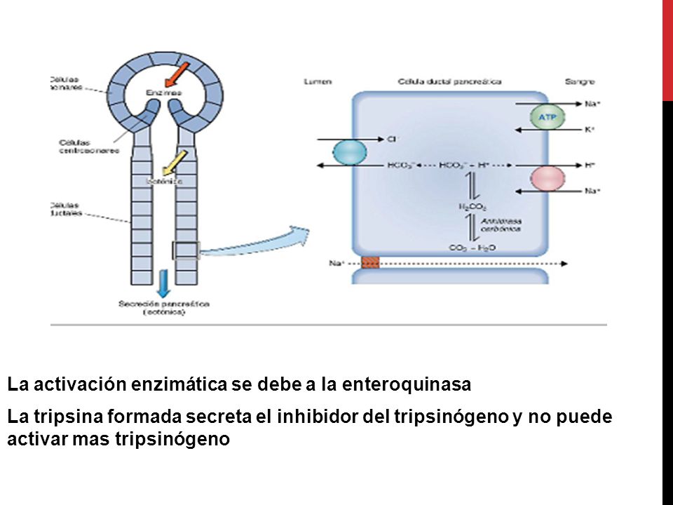 La activación enzimática se debe a la enteroquinasa La tripsina formada secreta el inhibidor del tripsinógeno y no puede activar mas tripsinógeno