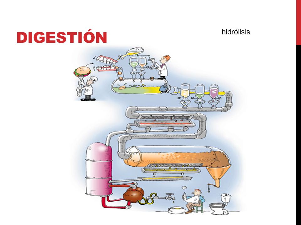 digestión hidrólisis