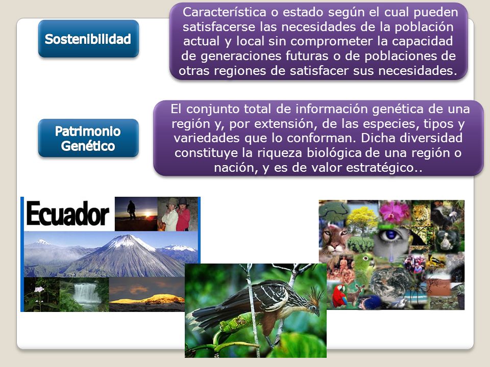 Característica o estado según el cual pueden satisfacerse las necesidades de la población actual y local sin comprometer la capacidad de generaciones futuras o de poblaciones de otras regiones de satisfacer sus necesidades.