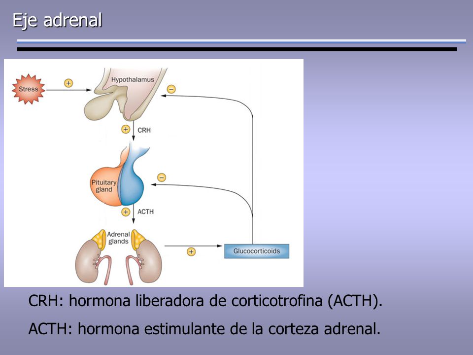 Eje adrenal CRH: hormona liberadora de corticotrofina (ACTH).