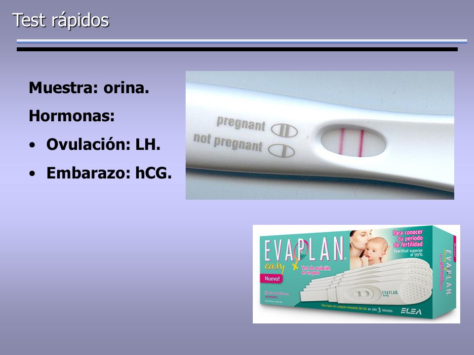 Test rápidos Muestra: orina. Hormonas: Ovulación: LH. Embarazo: hCG.