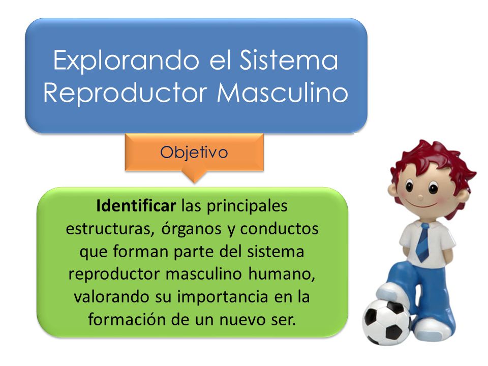 Explorando el Sistema Reproductor Masculino