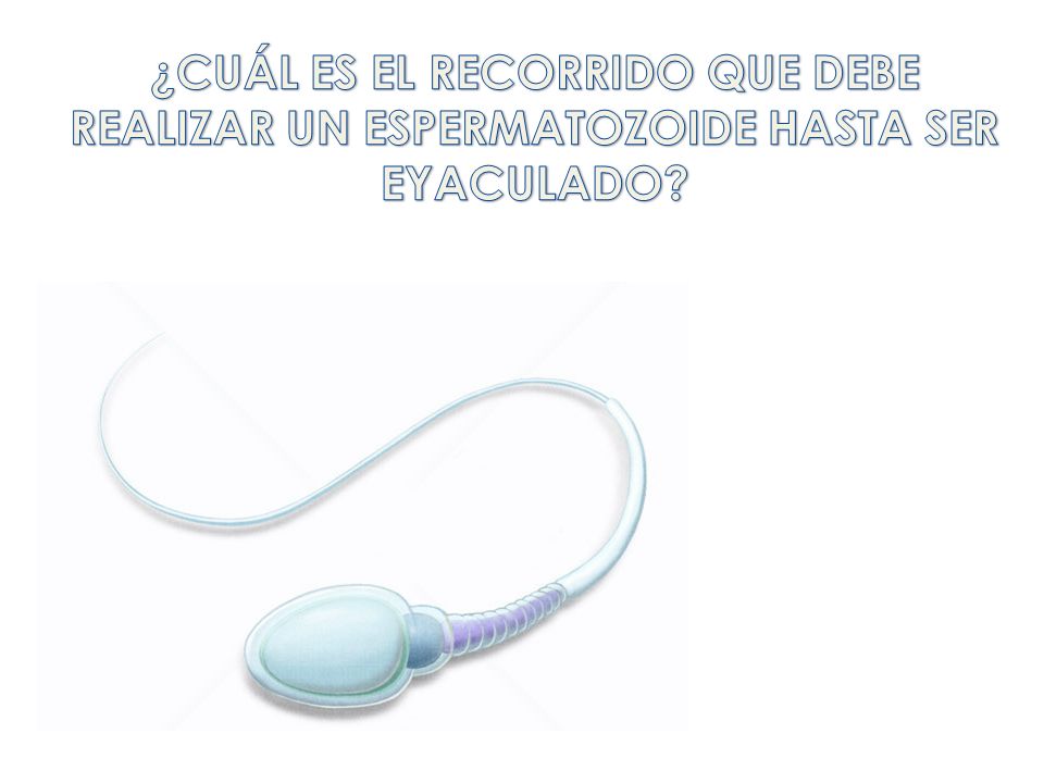 ¿CUÁL ES EL RECORRIDO QUE DEBE REALIZAR UN ESPERMATOZOIDE HASTA SER EYACULADO