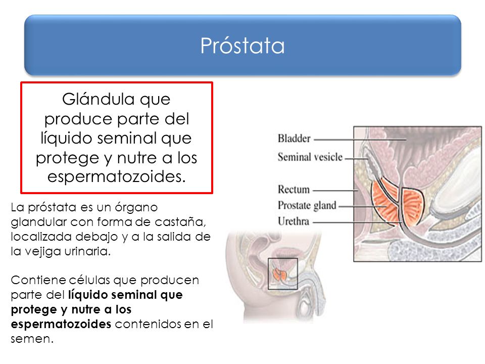 Próstata Glándula que produce parte del líquido seminal que protege y nutre a los espermatozoides.