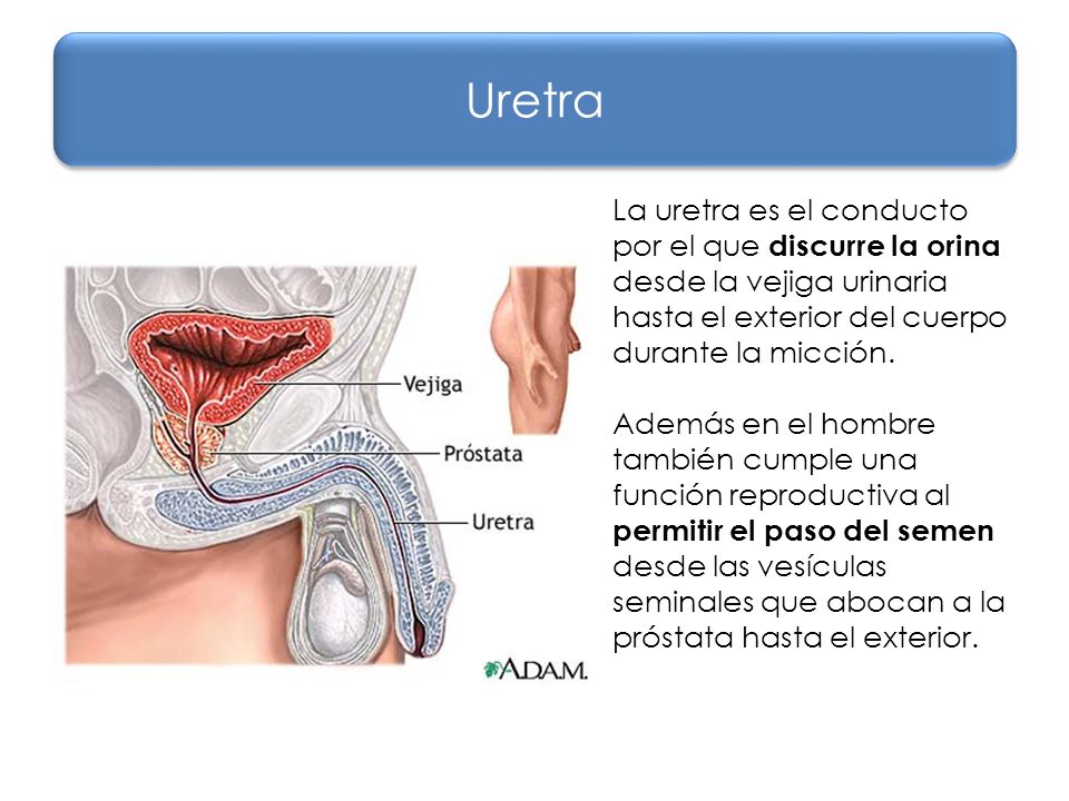 Uretra La uretra es el conducto por el que discurre la orina desde la vejiga urinaria hasta el exterior del cuerpo durante la micción.