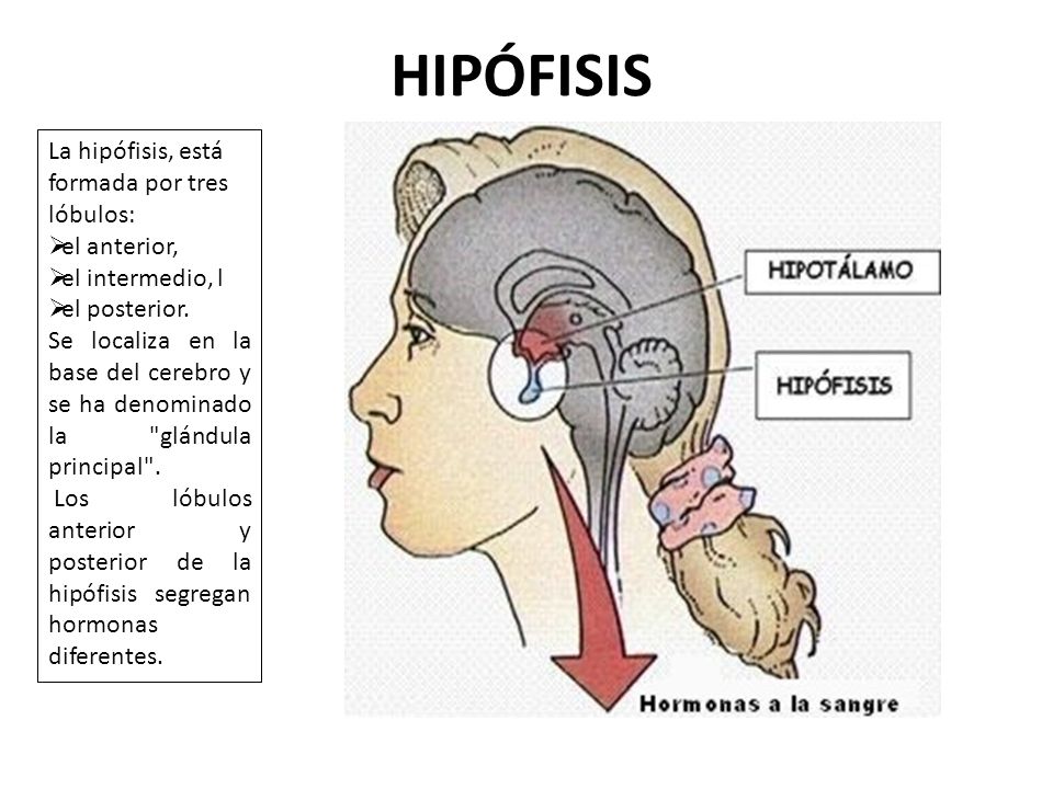 HIPÓFISIS La hipófisis, está formada por tres lóbulos: el anterior,