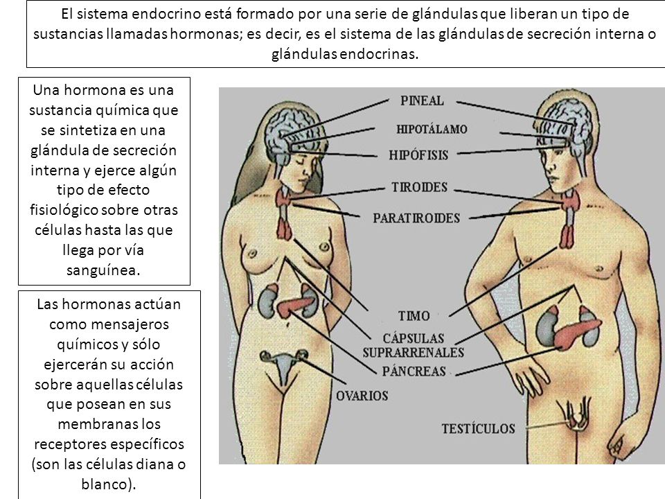 El sistema endocrino está formado por una serie de glándulas que liberan un tipo de sustancias llamadas hormonas; es decir, es el sistema de las glándulas de secreción interna o glándulas endocrinas.