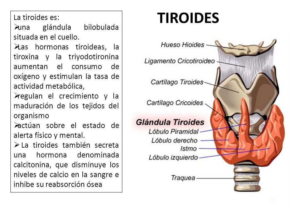 TIROIDES La tiroides es: una glándula bilobulada situada en el cuello.