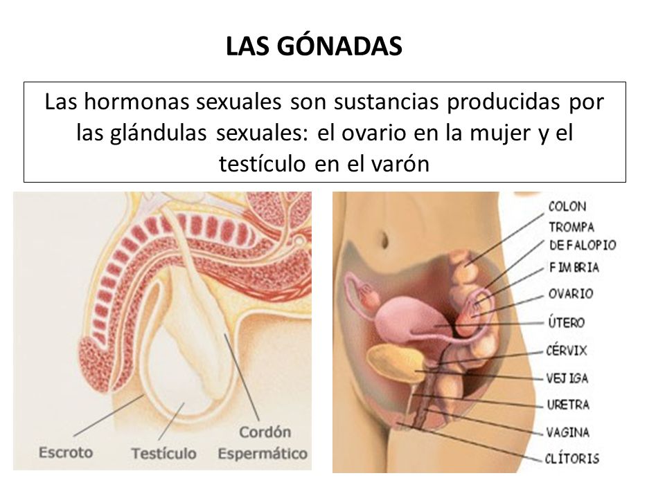 LAS GÓNADAS Las hormonas sexuales son sustancias producidas por las glándulas sexuales: el ovario en la mujer y el testículo en el varón.